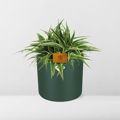 Chlorophytum Ocean 15cm – Pflegeleichte Spinnenpflanze