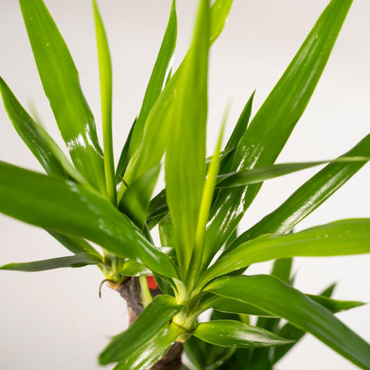 2x Yucca Elephantipes – 90 cm – Ø 17 cm Topf