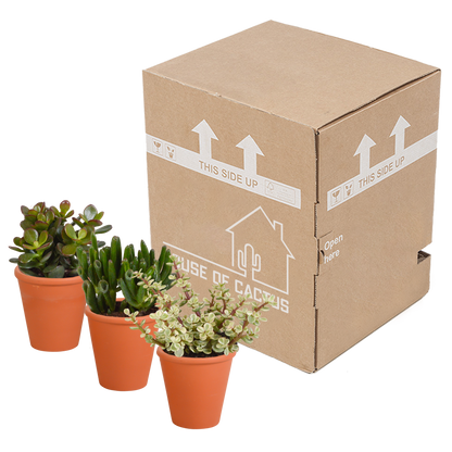 Crassula-Mix 3er Set im Terrakotta-Topf