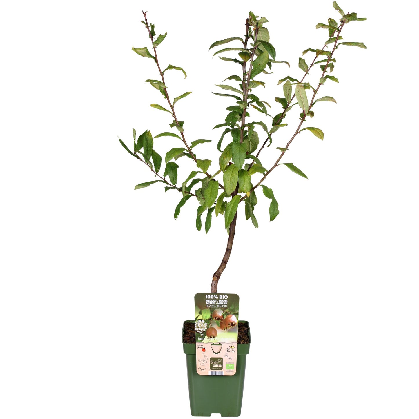 Mespilus germanica 'Westerfield' – Pflegeleichter Medaillenbaum Ø23cm