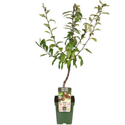 Mespilus germanica 'Westerfield' – Pflegeleichter Medaillenbaum Ø23cm