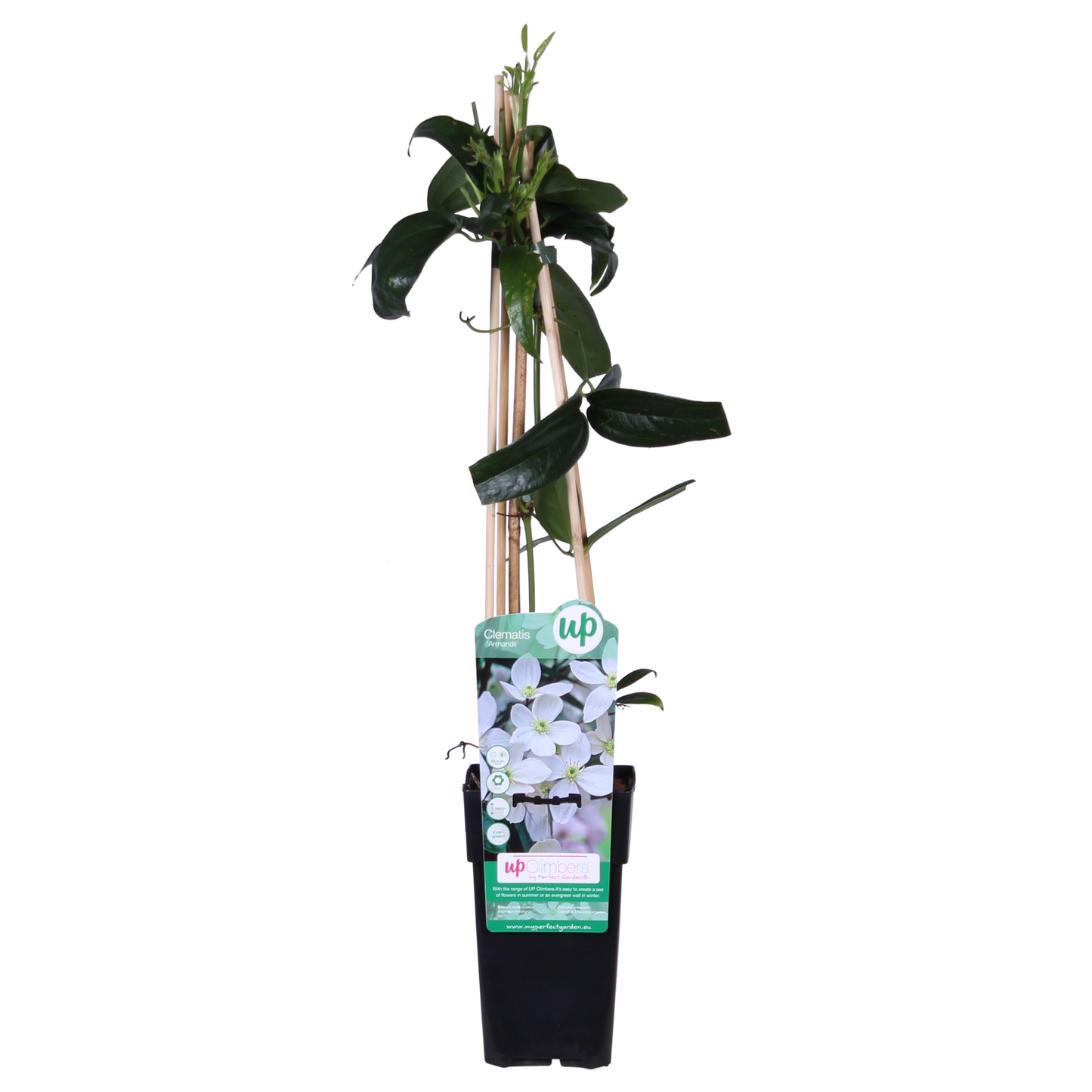 Clematis armandii – Immergrüne, duftende Kletterpflanze Ø15cm