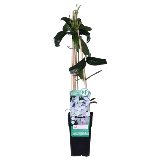 Clematis armandii – Immergrüne, duftende Kletterpflanze Ø15cm