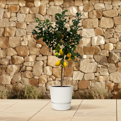 Citrus Lemon (Citroenboom) – Duftender Zitrusbaum 150 cm
