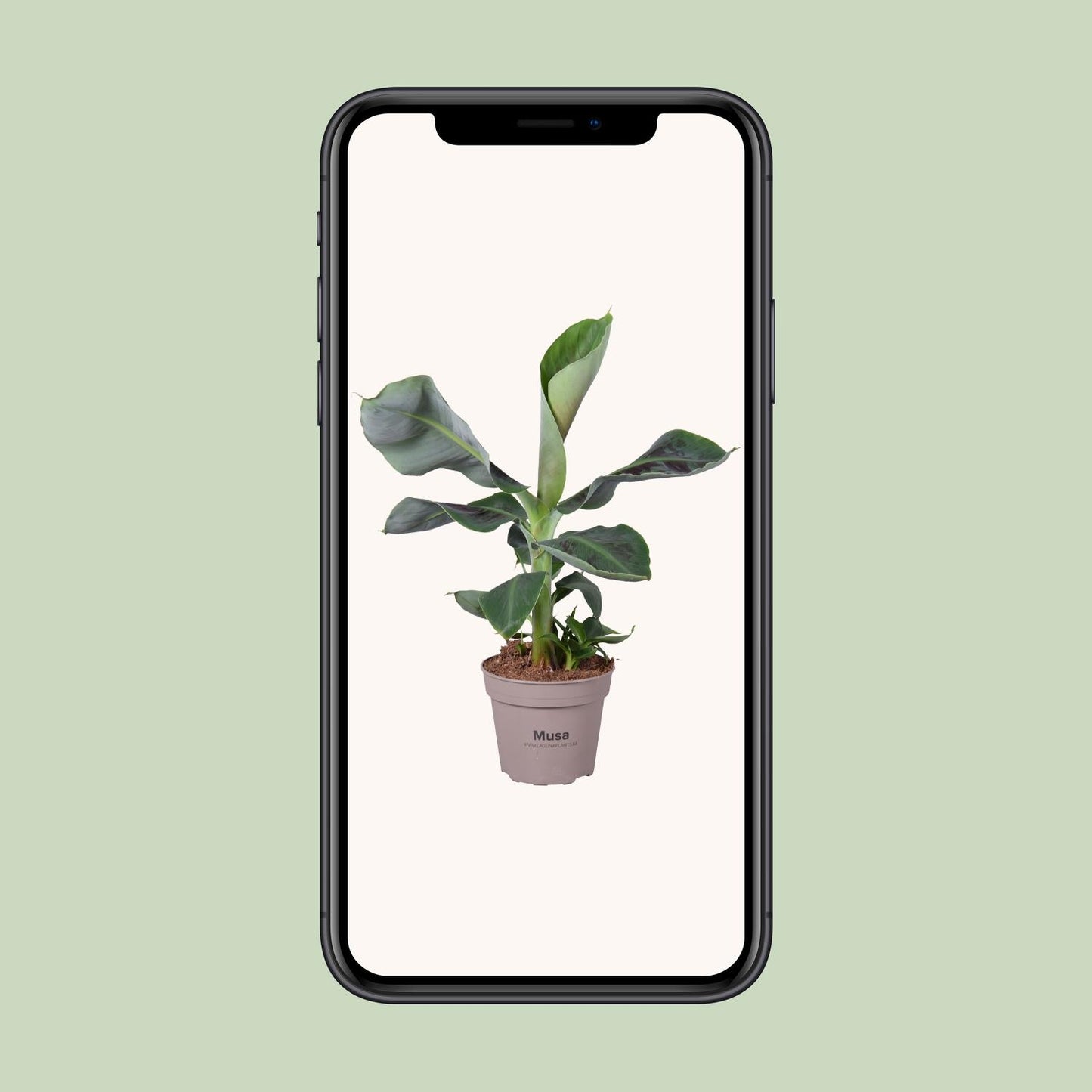 Musa Oriental Dwarf – Pflegeleichte Zimmerpflanze Ø15cm