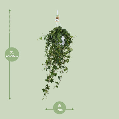 Hedera Helix Pitsburg XXL – Pflegeleichter Efeu Ø17cm