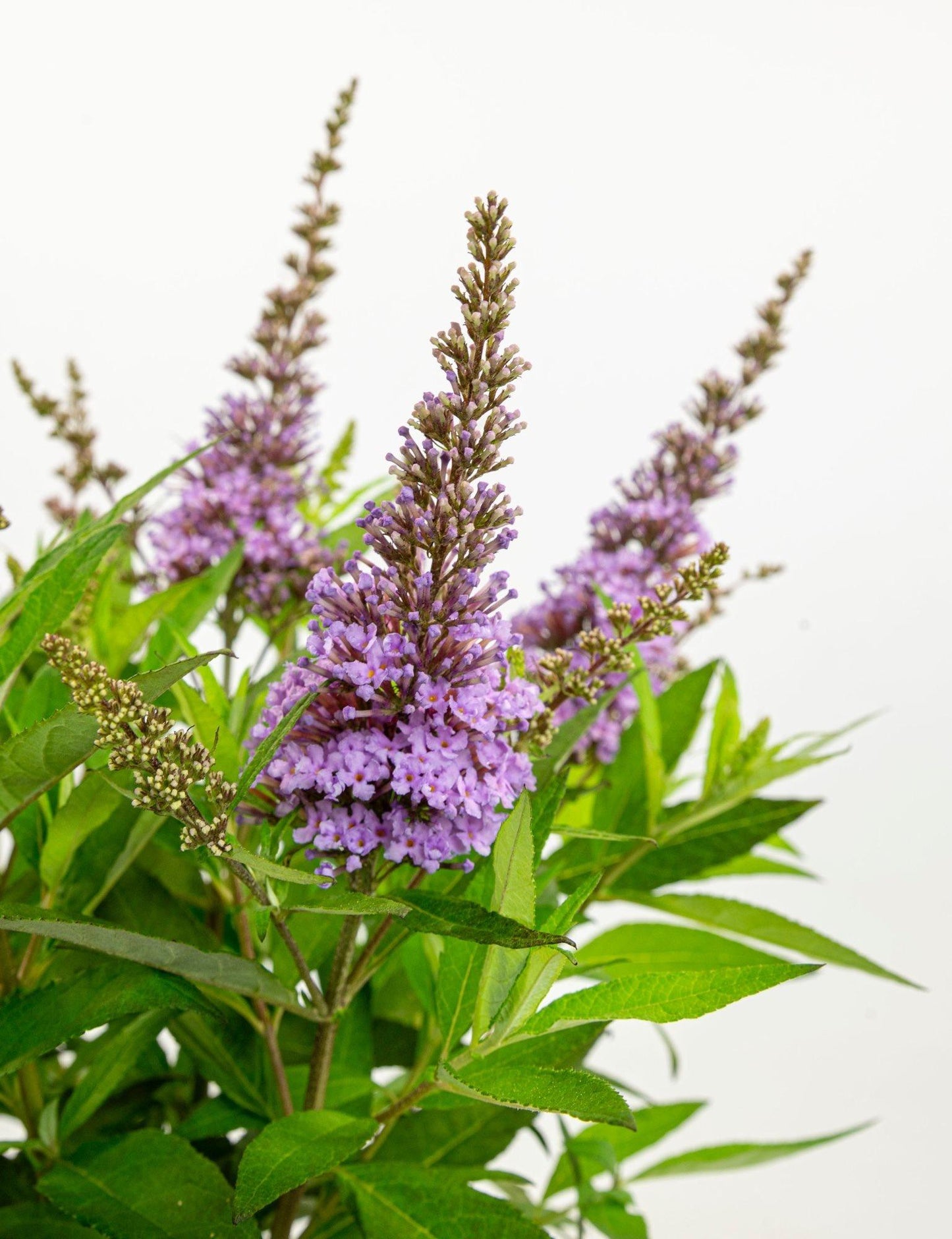 Buddleja davidii 'Butterfly Candy Little Lila' – kompakter Schmetterlingsflieder Ø19cm