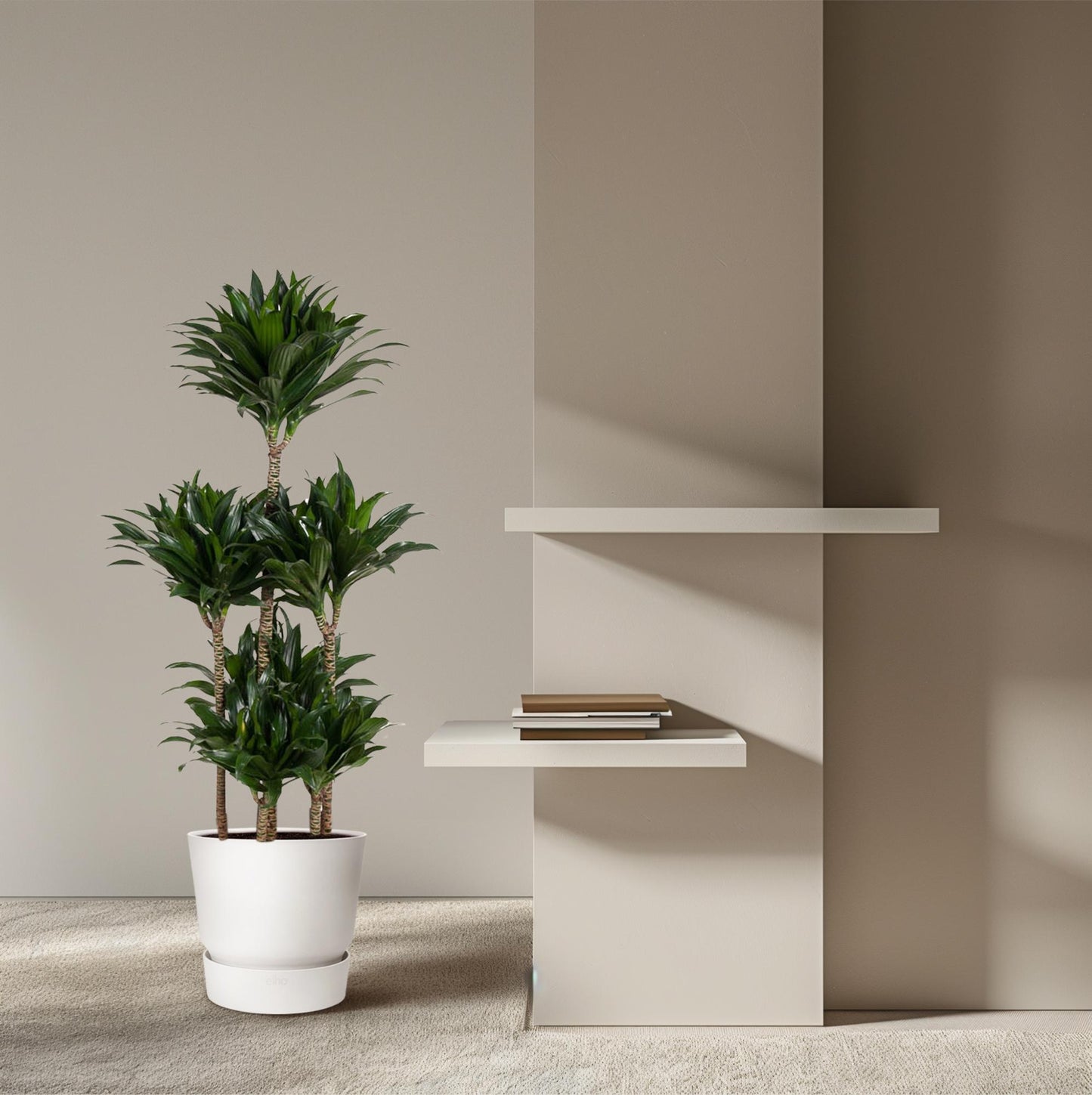 Dracaena Compacta Carrousel – Pflegeleichte Zimmerpflanze 130 cm