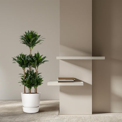 Dracaena Compacta Carrousel – Pflegeleichte Zimmerpflanze 130 cm
