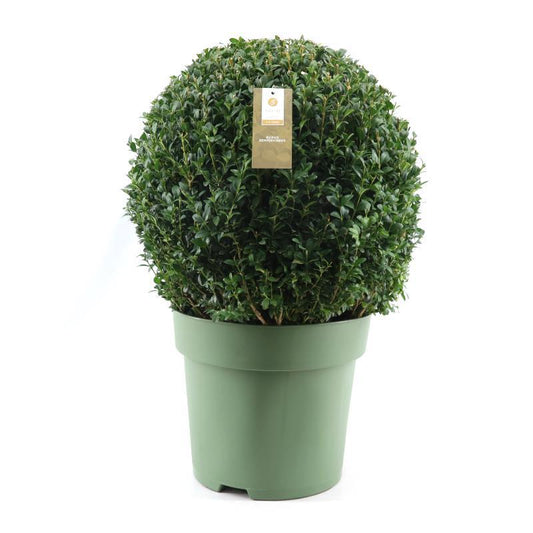 Buchsbaum Kugel Ø50cm – Pflegeleichte Gartenpflanze
