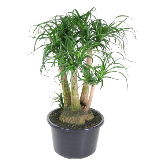 Beaucarnea vertakt – Exotische, pflegeleichte Zimmerpflanze 110 cm