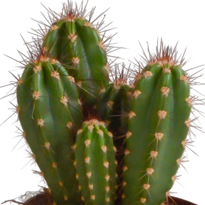 Cereus-Mischung 3er Set – Säulenkakteen 10,5 cm