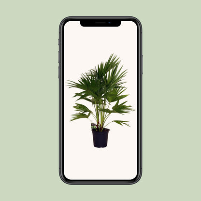Livistona chinensis Schirmpalme Ø24cm, 100cm hoch