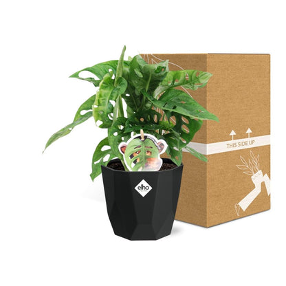 Monstera ‘Monkey Leaf’ – pflegeleichte Zimmerpflanze 14cm