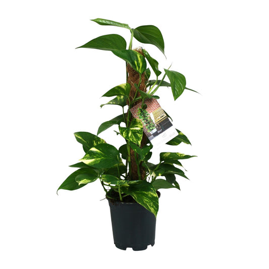 Scindapsus Epipremnum – Pflegeleichte Zimmerpflanze Ø15cm