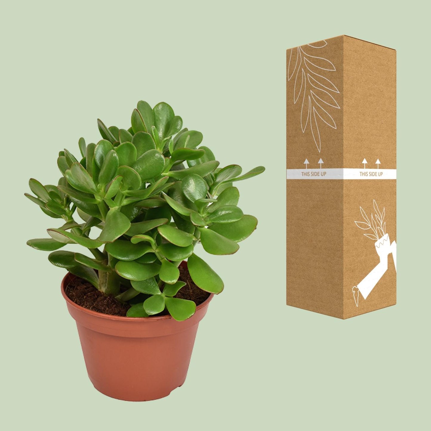 Crassula Ovata Convoluta – Pflegeleichte Jade-Pflanze Ø15cm