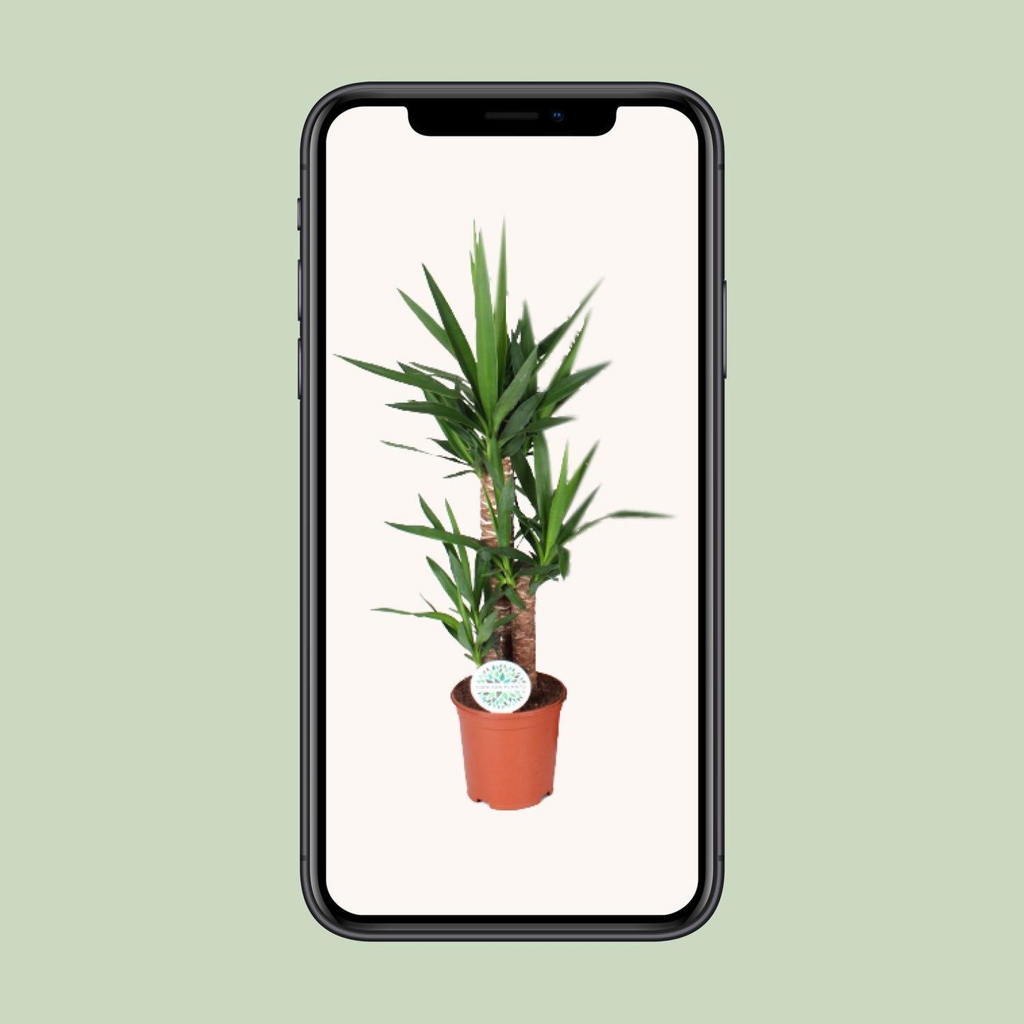 Yucca Zimmerpflanze Ø21cm, 90cm hoch – Pflegeleicht & Elegant