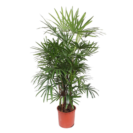 Rhapis Excelsa – Pflegeleichte Damenpalme 190 cm