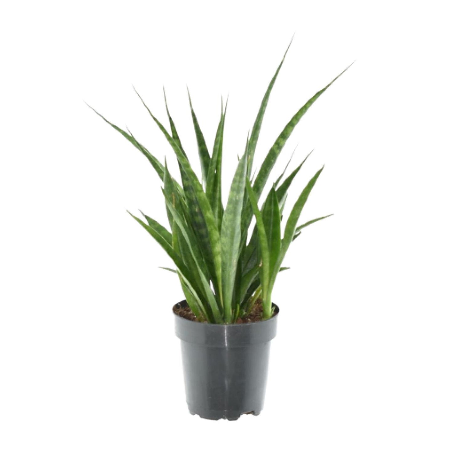 3x Sansevieria Kirkii – Pflegeleichte Zimmerpflanze 38 cm