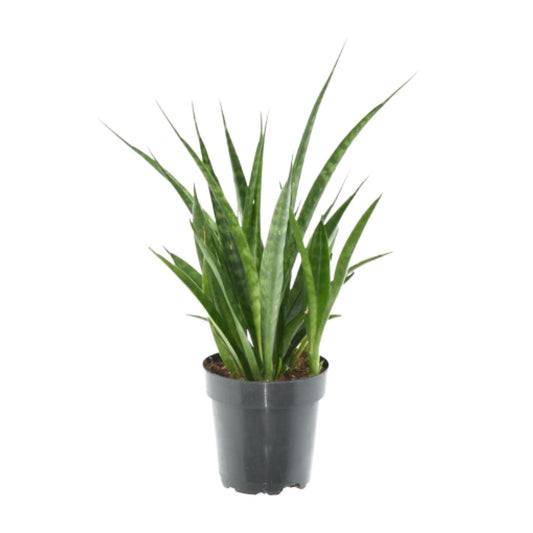 3x Sansevieria Kirkii – Pflegeleichte Zimmerpflanze 38 cm