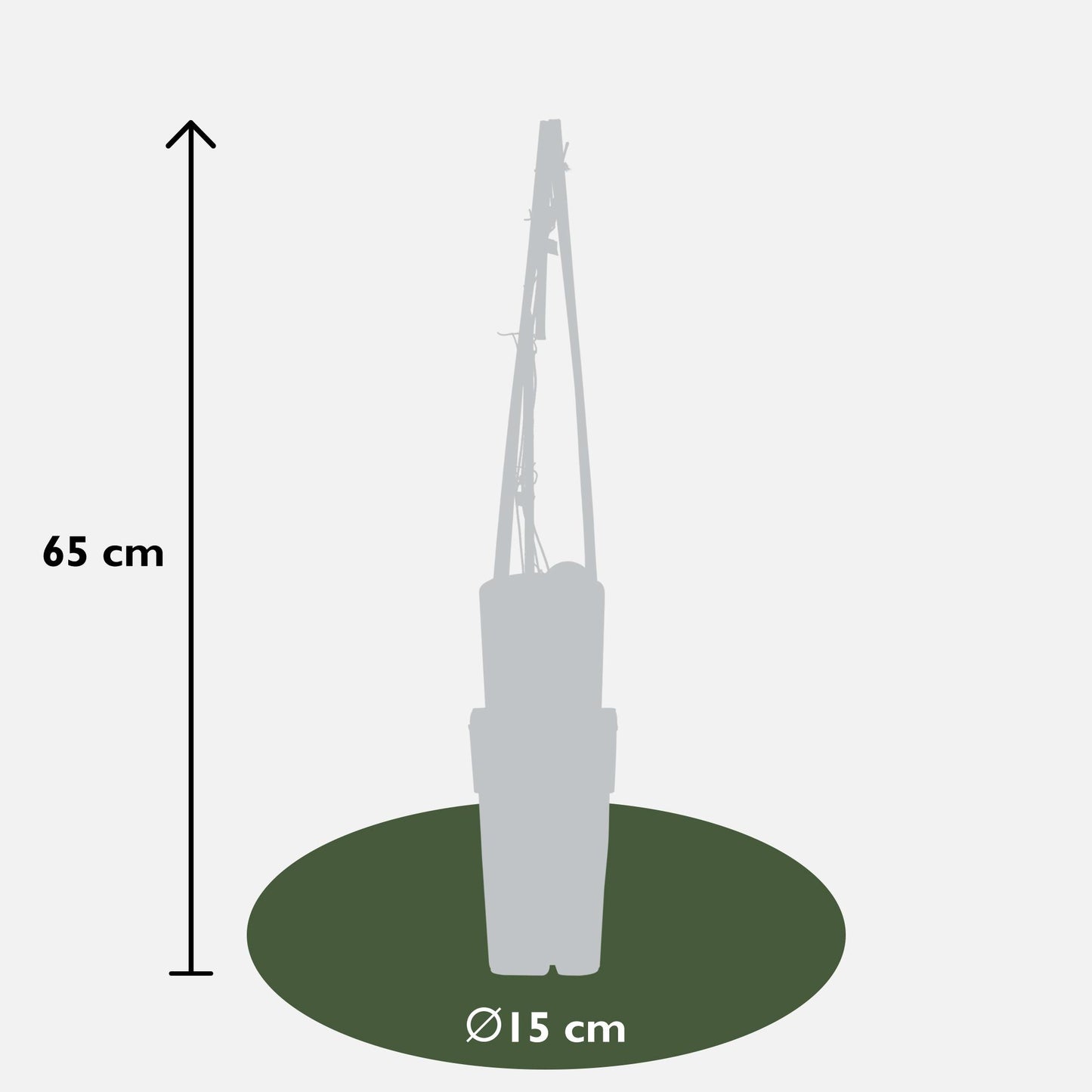 4x Clematis Hagley Hybrid – Große rosa Blüten, Ø15cm, 65cm Höhe