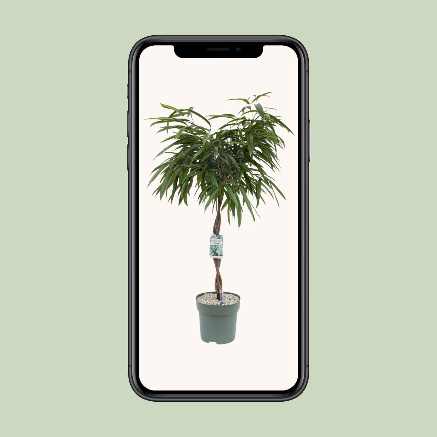Ficus Mahori – Elegante, pflegeleichte Zimmerpflanze 120 cm