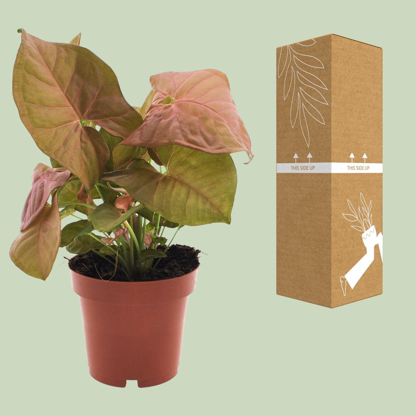 Syngonium Neon – Pflegeleichte Pfeilspitzenpflanze Ø12cm