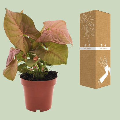 Syngonium Neon – Pflegeleichte Pfeilspitzenpflanze Ø12cm