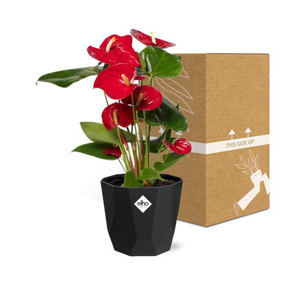 Anthurium Red 12 cm im schwarzen Zierkübel