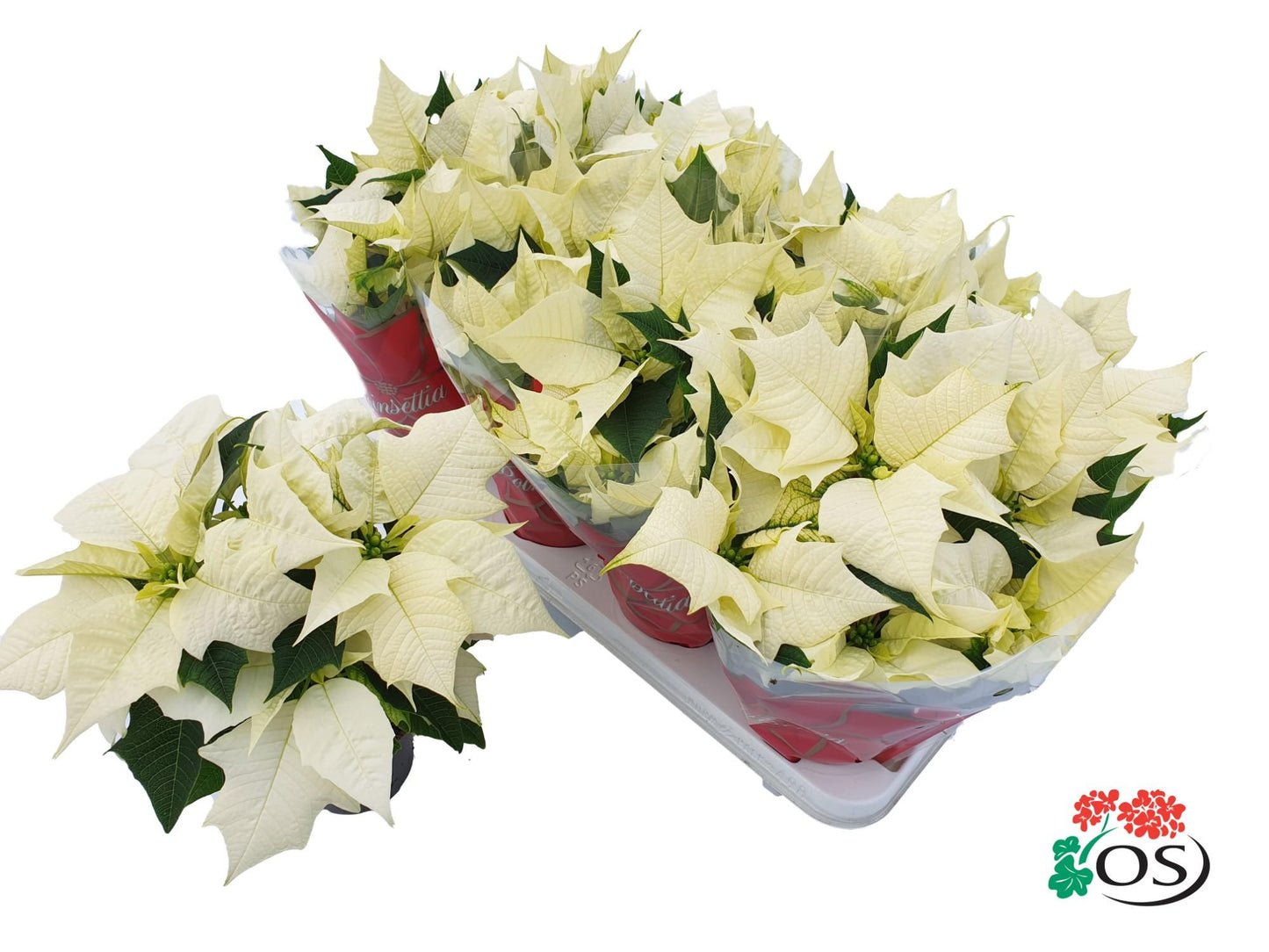 Euphorbia Alaska Vertakt mit Topf Ø10,5cm - ca. 30cm