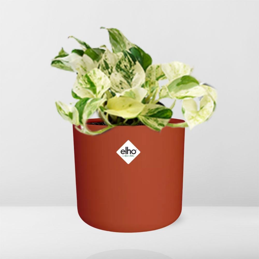 Epipremnum Pinnatum Happy Leaf im ELHO b.for soft Rond 14cm Brique