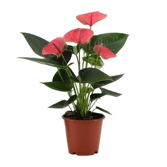 Flamingoblume 'Sweet Dream' – Tropische Zimmerpflanze 36 cm