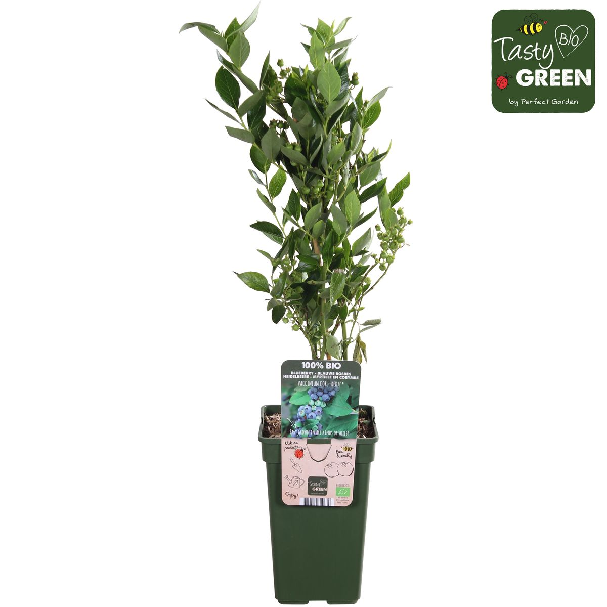 Blaubeere 'Reka' – Selbstfruchtender Beerenstrauch Ø13cm
