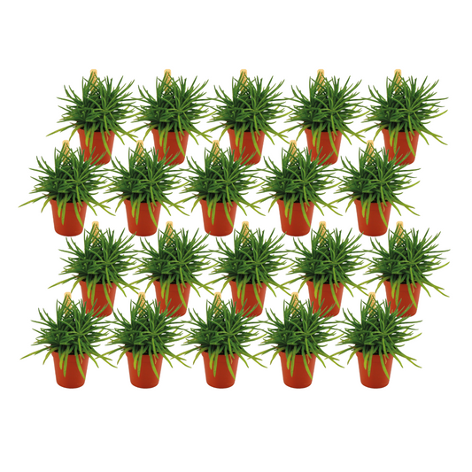 Senecio Himalaya - 20er Set pflegeleichte Sukkulenten Ø5,5cm