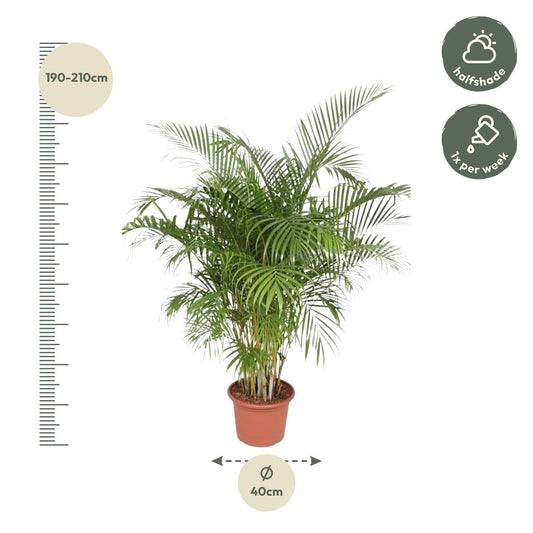 Dypsis Lutescens (Goldpalme) – 200 cm, ø40 cm, pflegeleicht