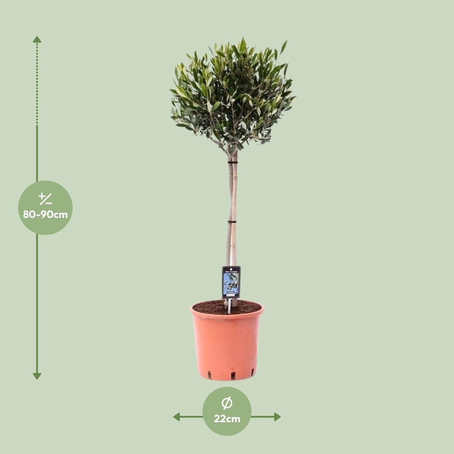 Olea Olijf – Mediterraner Olivenbaum Ø22cm, 90cm hoch