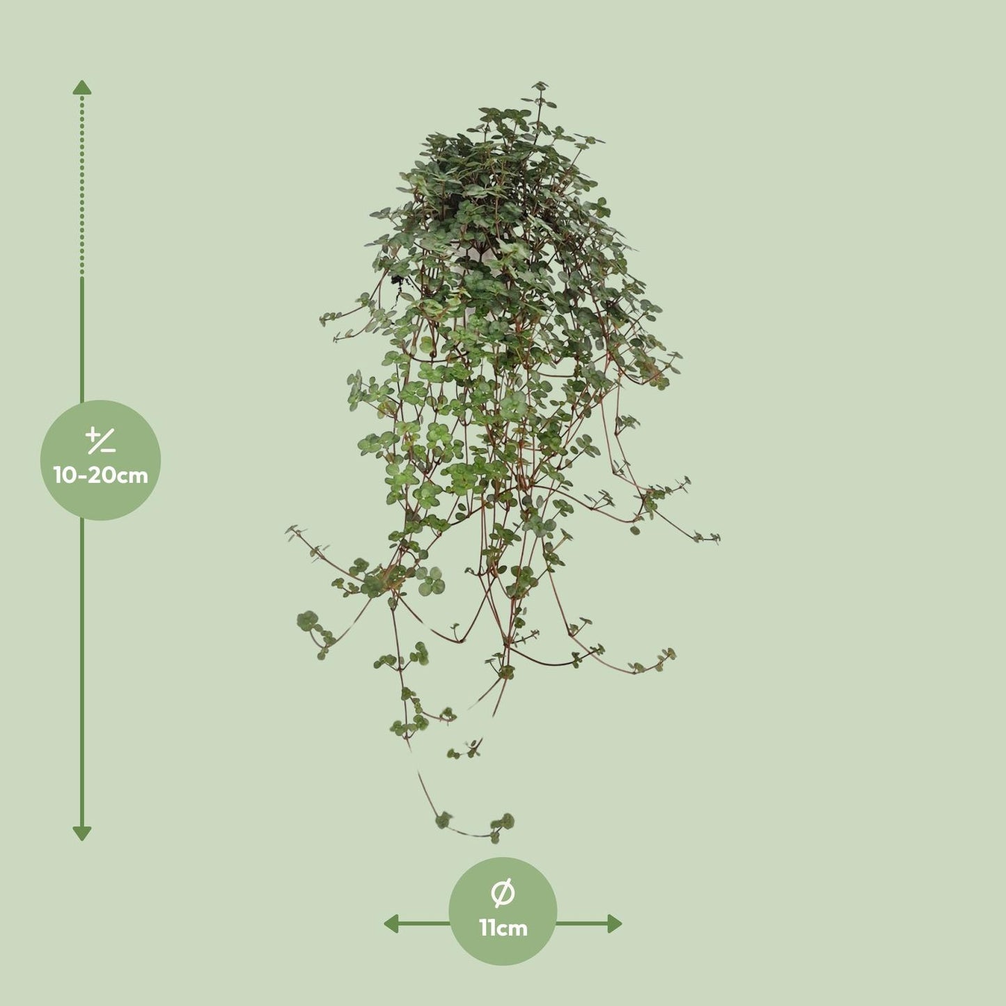 Pilea Glaucophylla – pflegeleichte Zimmerpflanze Ø11 cm