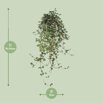 Pilea Glaucophylla – pflegeleichte Zimmerpflanze Ø11 cm