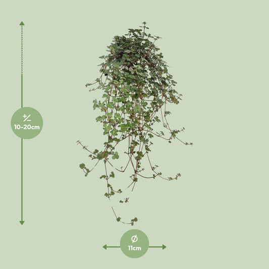 Pilea Glaucophylla – pflegeleichte Zimmerpflanze Ø11 cm