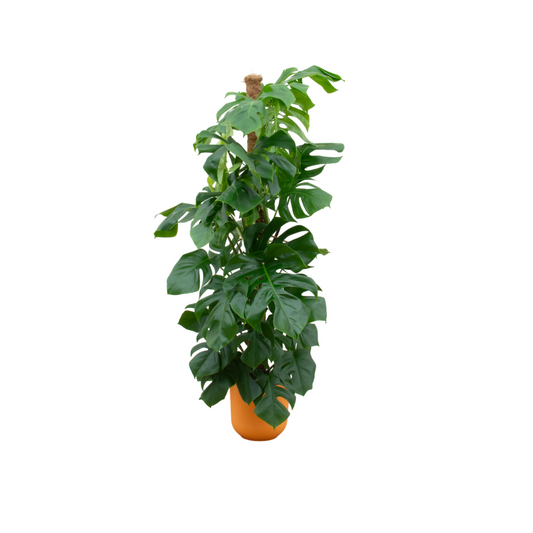 Monstera Pertusum XL mit elho Jazz Round Gelb Ø26 – 150 cm