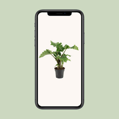 Alocasia Low Rider – Exotische, pflegeleichte Zimmerpflanze Ø17cm
