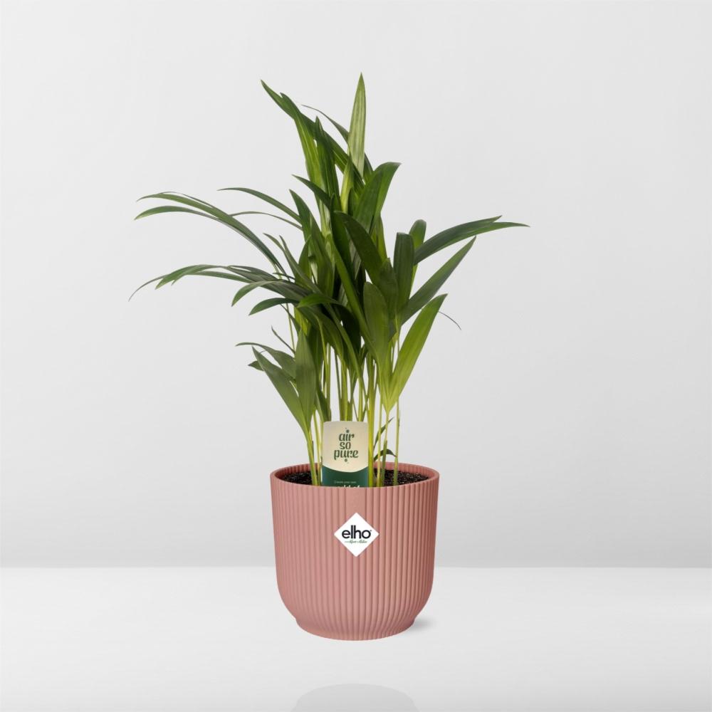 Dypsis Lutescens Bambuspalme 12cm in ELHO Vibes Fold 14cm rosa