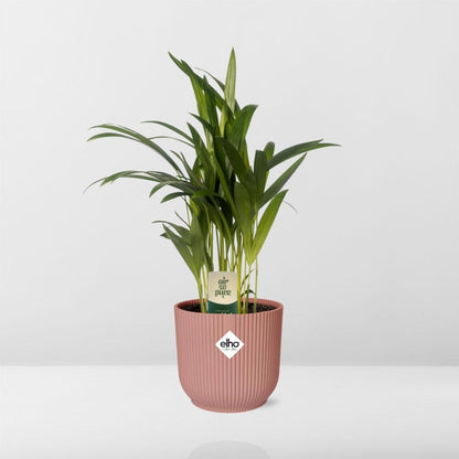 Dypsis Lutescens Bambuspalme 12cm in ELHO Vibes Fold 14cm rosa