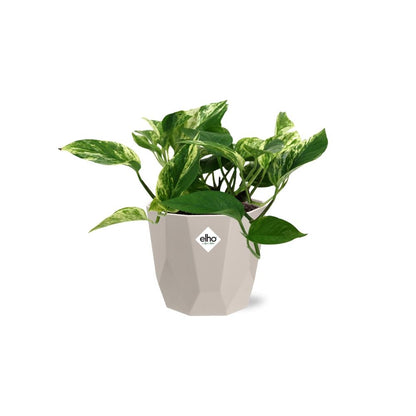 Scindapsus Marble Queen in ELHO b.for rock 14 cm warm grey