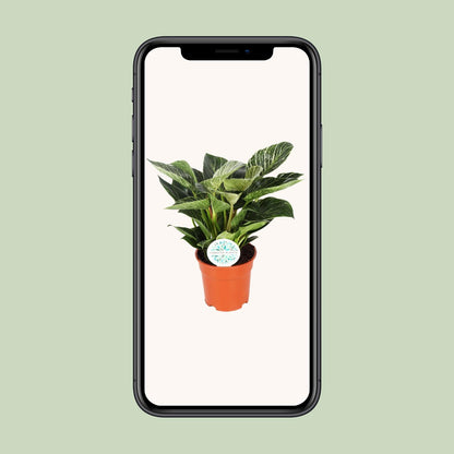 Philodendron Birkin – Pflegeleichte Zimmerpflanze Ø17cm