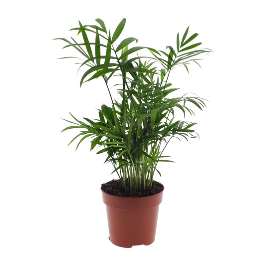 Chamaedorea Elegans – Zwergbergpalme Ø17cm, ca. 55cm hoch