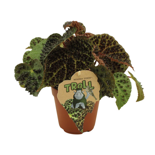Begonie Rex Ferox – Exotische Zimmerpflanze 25 cm