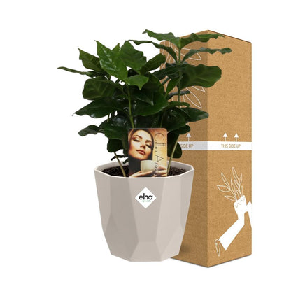 Coffea Arabica Zimmerpflanze im ELHO b.for rock 14 cm Topf