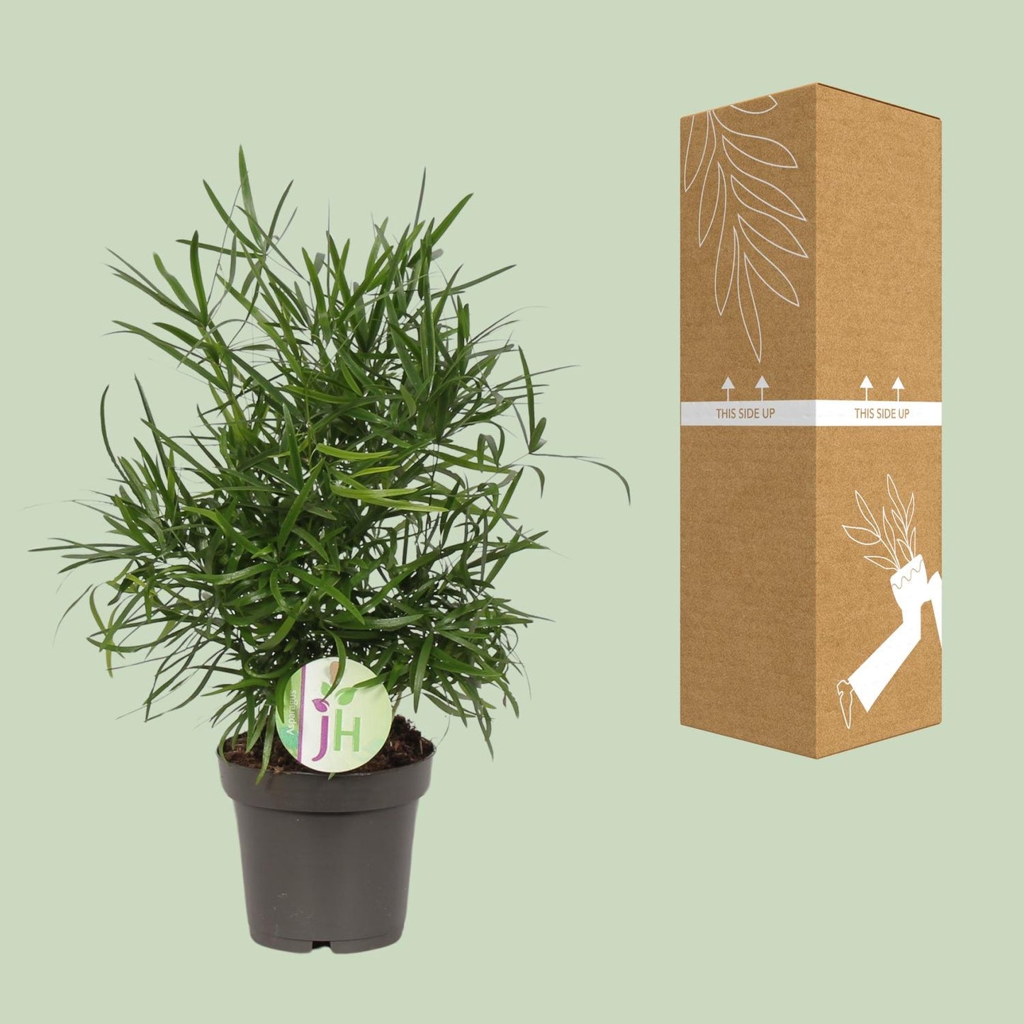Asparagus Falcatus – pflegeleichte Zimmerpflanze Ø12cm