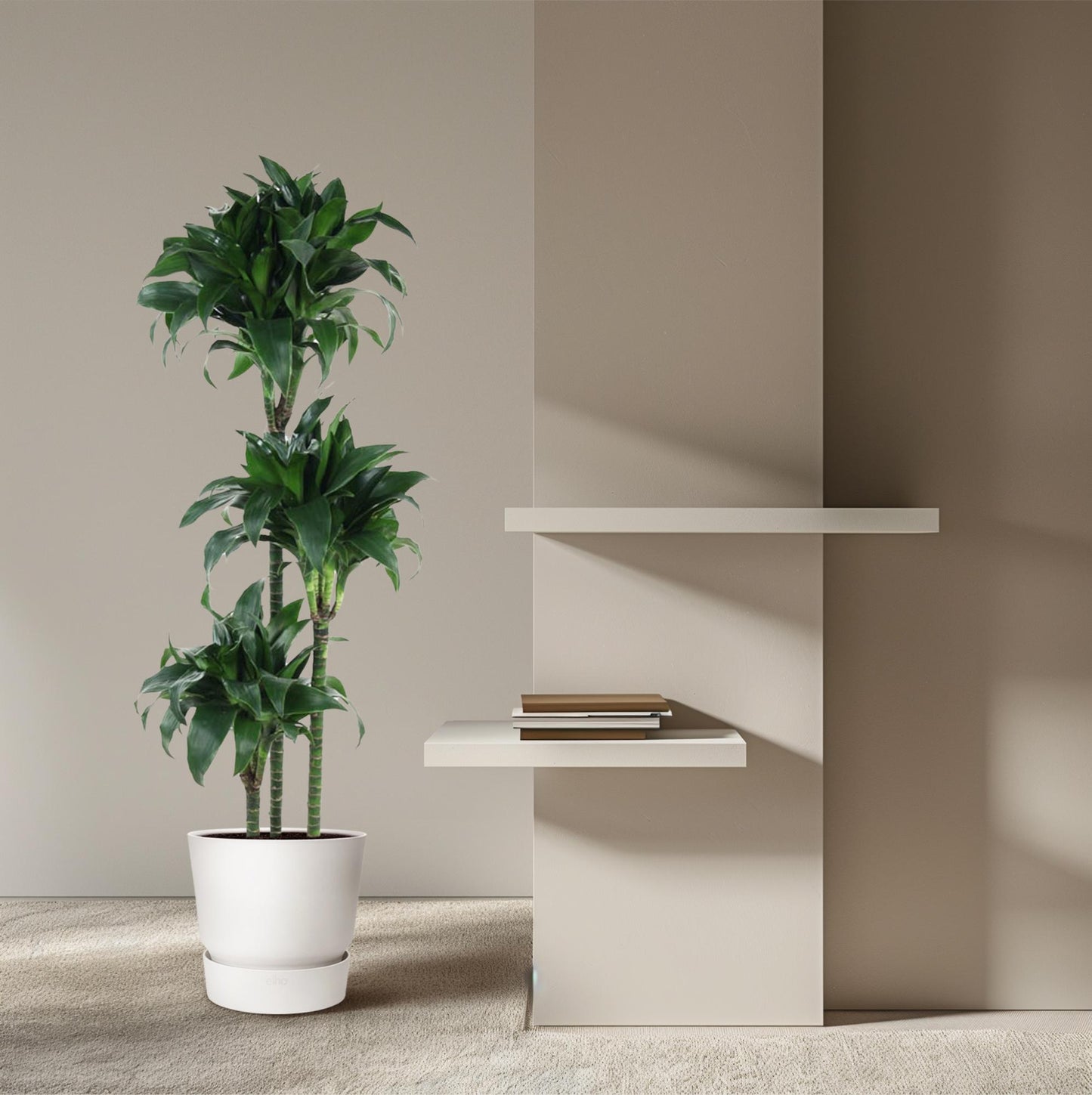 Dracaena Tatuade – 140 cm pflegeleichte Zimmerpflanze